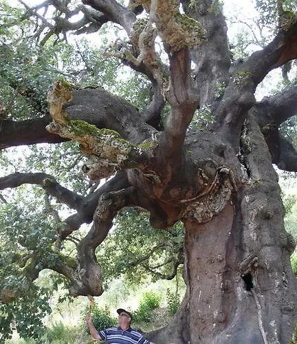 Rural La Peregrina Landsted